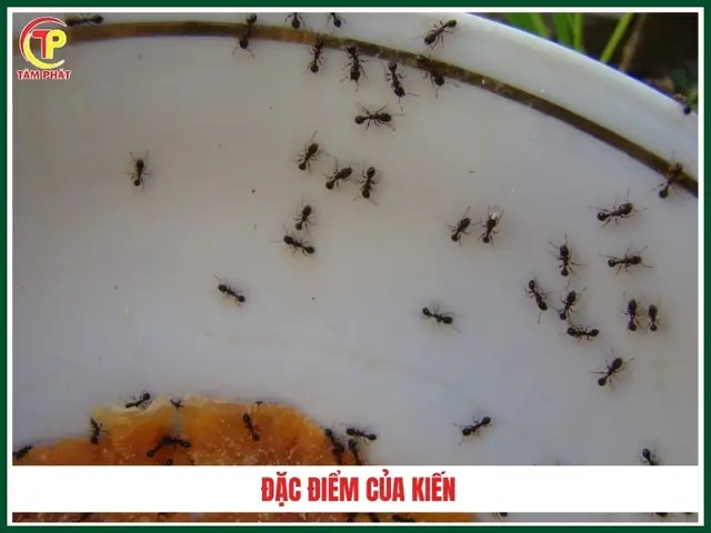 Giải Mã Điềm Báo Kiến Bò Lên Giường: Ý Nghĩa Phong Thủy, Nguyên Nhân Và Cách Đuổi