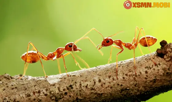 Giải Mã Điềm Báo Kiến Vào Nhà Theo Phong Thủy Và Dân Gian