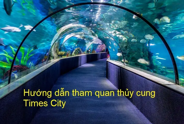 Kinh Nghiệm Đi Thủy Cung Times City Hà Nội: Lịch Trình, Vé, Mẹo Tránh Đông Và Trải Nghiệm Tối Ưu