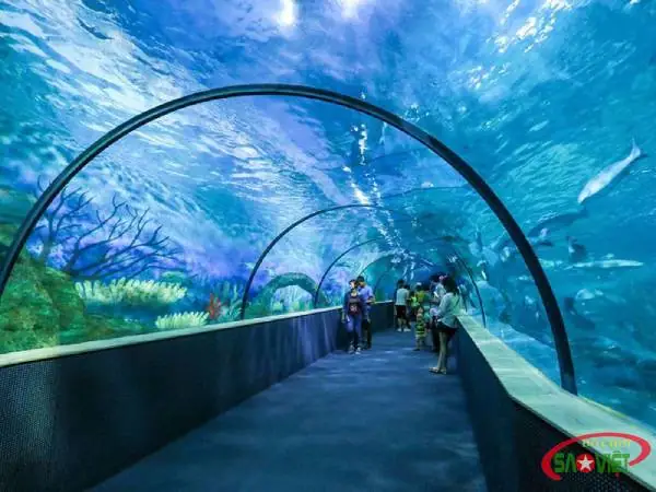 Kinh Nghiệm Đi Thủy Cung Times City Hà Nội: Lịch Trình, Vé, Mẹo Tránh Đông Và Trải Nghiệm Tối Ưu