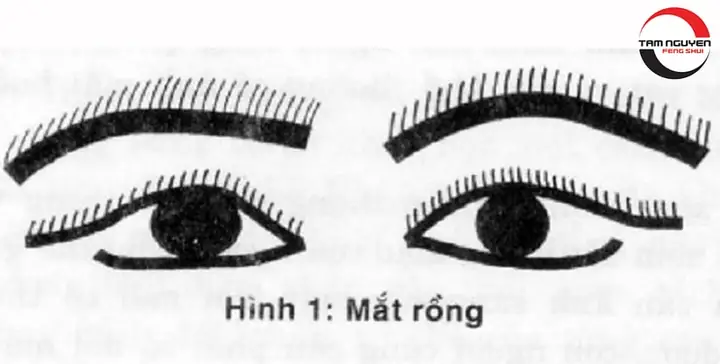 Tổng Hợp Các Loại Mắt Trong Nhân Tướng Học: Giải Mã Ý Nghĩa Vận Mệnh, Tính Cách Và Tướng Số Nam Nữ Chi Tiết Tổng Hợp Các Loại Mắt Trong Nhân Tướng Học: Giải Mã Ý Nghĩa Vận Mệnh, Tính Cách Và Tướng Số Nam Nữ Chi Tiết
