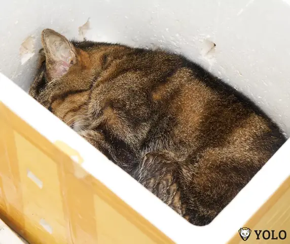 Giải Mã Điềm Báo Mèo Chết Trong Nhà: Ý Nghĩa Xui Hay Lành Dành Cho Gia Chủ