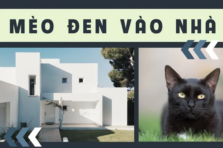 Giải Mã Điềm Báo Mèo Đen Vào Nhà Đẻ Và Cách Hóa Giải Theo Phong Thủy Giải Mã Điềm Báo Mèo Đen Vào Nhà Đẻ Và Cách Hóa Giải Theo Phong Thủy