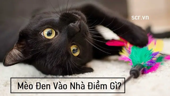 Giải Mã Điềm Báo Mèo Đen Vào Nhà Đẻ Và Cách Hóa Giải Theo Phong Thủy Giải Mã Điềm Báo Mèo Đen Vào Nhà Đẻ Và Cách Hóa Giải Theo Phong Thủy
