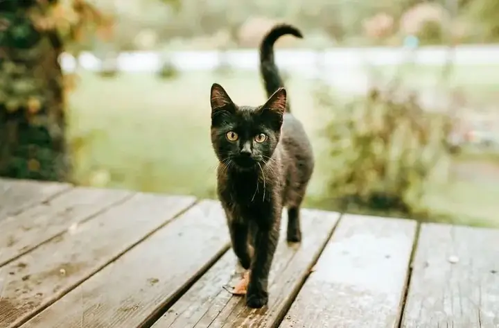 Giải Mã Điềm Báo Mèo Đen Vào Nhà: Tốt Hay Xấu Và Cách Hóa Giải Hung Vận Giải Mã Điềm Báo Mèo Đen Vào Nhà: Tốt Hay Xấu Và Cách Hóa Giải Hung Vận