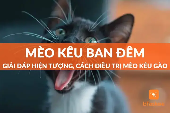 Giải Nghĩa Điềm Báo Mèo Hoang Kêu Gào Ban Đêm Trong Tâm Linh Dân Gian Và Nguyên Nhân Thực Tế Giải Nghĩa Điềm Báo Mèo Hoang Kêu Gào Ban Đêm Trong Tâm Linh Dân Gian Và Nguyên Nhân Thực Tế