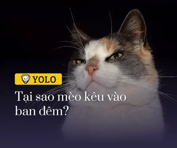 Giải Nghĩa Điềm Báo Mèo Hoang Kêu Gào Ban Đêm Trong Tâm Linh Dân Gian Và Nguyên Nhân Thực Tế Giải Nghĩa Điềm Báo Mèo Hoang Kêu Gào Ban Đêm Trong Tâm Linh Dân Gian Và Nguyên Nhân Thực Tế