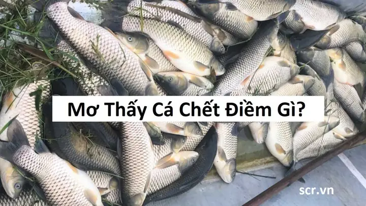 Giải Mã Giấc Mơ Câu Được Cá: Điềm Báo Tốt Xấu, Ý Nghĩa Tài Lộc Và Con Số May Mắn