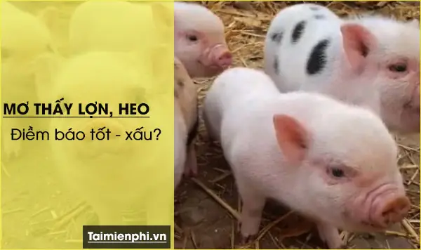 Giải Mã Giấc Mơ Thấy Lợn (heo): Điềm Báo Gì Và Con Số May Mắn