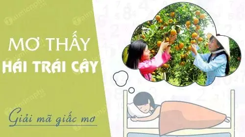 Giải Mã Giấc Mơ Ăn Trái Cây: Ý Nghĩa Điềm Báo & Tra Cứu Số Đề Chi Tiết Theo Từng Loại Quả