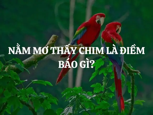Giải Mã Giấc Mơ Bắt Được Chim: Ý Nghĩa Điềm Báo Và Con Số May Mắn