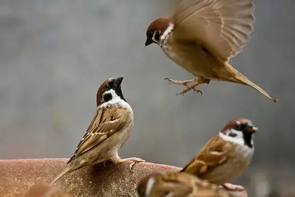 Giải Mã Giấc Mơ Bắt Được Chim: Ý Nghĩa Điềm Báo Và Con Số May Mắn