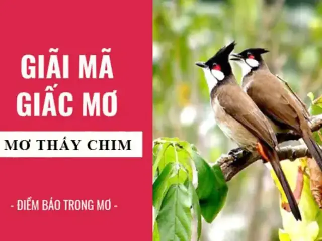 Giải Mã Giấc Mơ Bắt Được Chim: Ý Nghĩa Điềm Báo Và Con Số May Mắn