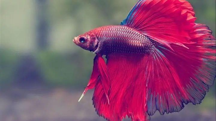 Giải Mã Ý Nghĩa Giấc Mơ Cá Cắn Mình Cho Người Mơ Và Điềm Báo Chi Tiết