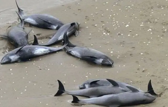 Giải Mã Giấc Mơ Thấy Cá Trên Cạn: Ý Nghĩa Điềm Báo Và Đánh Con Gì
