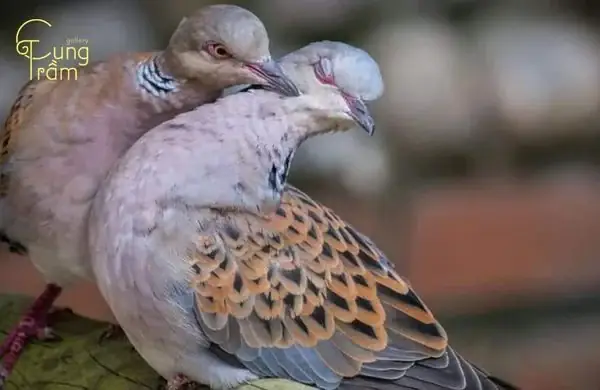Giải Mã Giấc Mơ Thấy Chim Cu Gáy: Ý Nghĩa, Điềm Báo Và Con Số Liên Quan