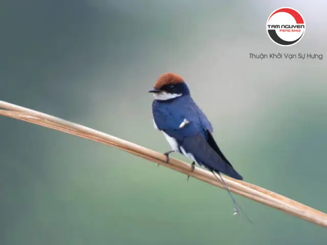 Giải Mã Ý Nghĩa Giấc Mơ Thấy Chim Màu Xanh: Điềm Báo Và Con Số Liên Quan