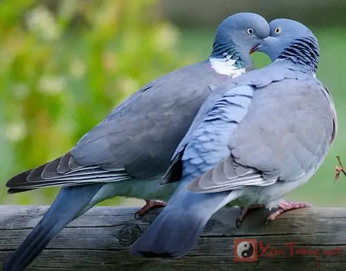 Giải Mã Ý Nghĩa Giấc Mơ Thấy Chim Màu Xanh: Điềm Báo Và Con Số Liên Quan