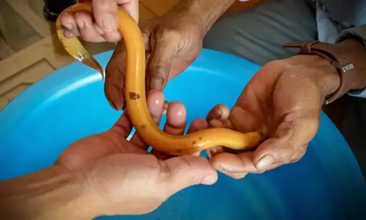 Giải Mã Điềm Báo Và Ý Nghĩa Giấc Mơ Thấy Con Lươn Màu Vàng Từ Tài Vận Đến Con Số Lô Đề Giải Mã Điềm Báo Và Ý Nghĩa Giấc Mơ Thấy Con Lươn Màu Vàng Từ Tài Vận Đến Con Số Lô Đề