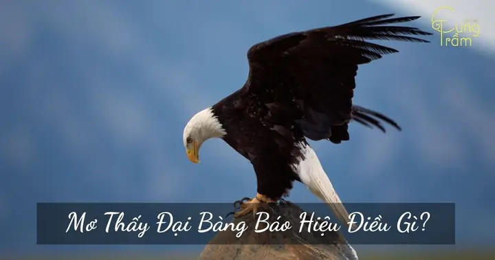 Giải Mã Giấc Mơ Thấy Đại Bàng Bay Vào Nhà: Ý Nghĩa, Điềm Báo Và Cách Đối Mặt Giải Mã Giấc Mơ Thấy Đại Bàng Bay Vào Nhà: Ý Nghĩa, Điềm Báo Và Cách Đối Mặt