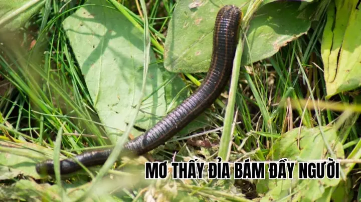 Giải Mã Giấc Mơ Thấy Đỉa Bám Đầy Người: Ý Nghĩa Điềm Báo Và Con Số May Mắn Giải Mã Giấc Mơ Thấy Đỉa Bám Đầy Người: Ý Nghĩa Điềm Báo Và Con Số May Mắn