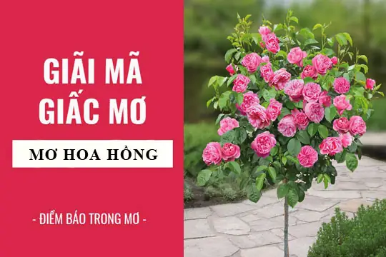 Giải Mã Giấc Mơ Thấy Được Tặng Hoa Hồng: Điềm Báo Tình Duyên Và Con Số May Mắn Giải Mã Giấc Mơ Thấy Được Tặng Hoa Hồng: Điềm Báo Tình Duyên Và Con Số May Mắn