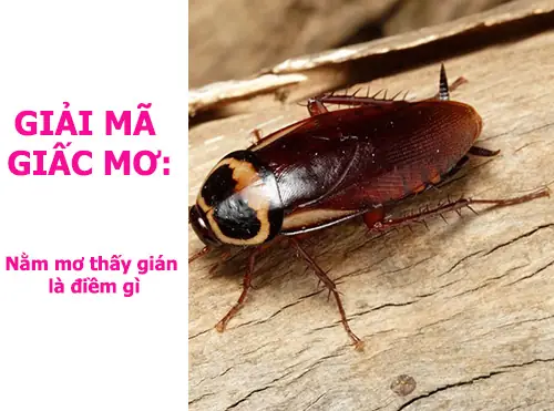 Giải Mã Giấc Mơ Thấy Gián Chết: Điềm Báo Chi Tiết Và Con Số May Mắn Giải Mã Giấc Mơ Thấy Gián Chết: Điềm Báo Chi Tiết Và Con Số May Mắn