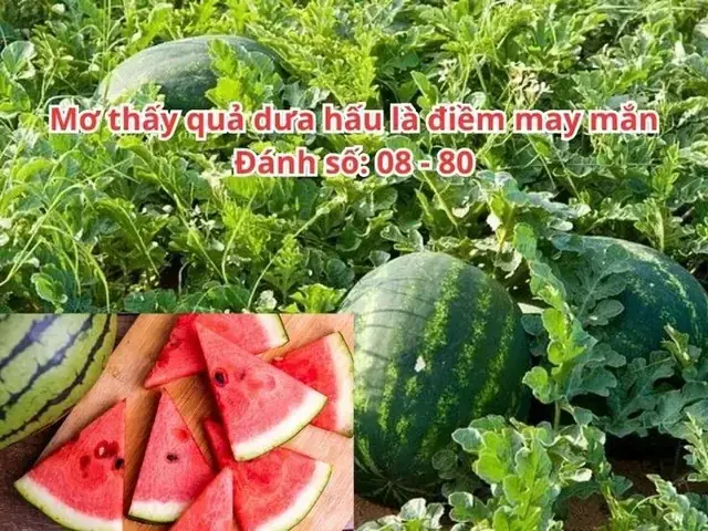 Giải Mã Giấc Mơ Thấy Hạt Dưa Hấu: Ý Nghĩa, Điềm Báo Và Con Số Liên Quan