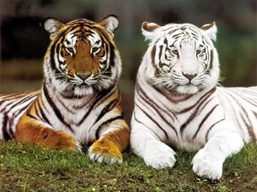 Mơ Thấy Hổ Con Có Điềm Gì? Giải Mã Ý Nghĩa, Dấu Hiệu Và Cách Ứng Phó