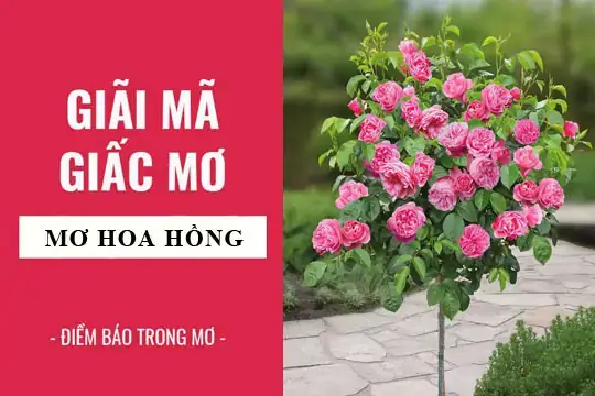 Giải Mã Giấc Mơ Thấy Hoa Hồng Tím: Ý Nghĩa, Điềm Báo Và Con Số Liên Quan