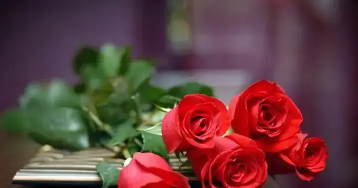 Giải Mã Ý Nghĩa Giấc Mơ Hoa Nở Màu Đỏ: Điềm Báo Và Con Số Liên Quan Giải Mã Ý Nghĩa Giấc Mơ Hoa Nở Màu Đỏ: Điềm Báo Và Con Số Liên Quan
