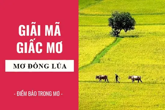 Giải Mã Giấc Mơ Thấy Lúa Chín Vàng: Điềm Báo Tài Lộc Và Con Số May Mắn