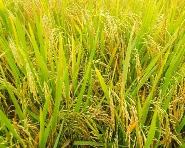 Giải Mã Giấc Mơ Thấy Lúa Chín Vàng: Điềm Báo Tài Lộc Và Con Số May Mắn
