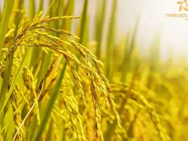 Giải Mã Giấc Mơ Thấy Lúa Chín Vàng: Điềm Báo Tài Lộc Và Con Số May Mắn