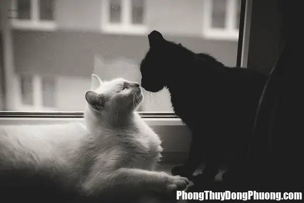 Giải Mã Ý Nghĩa Và Điềm Báo Giấc Mơ Thấy Mèo Đen Trắng: Lành Hay Dữ?
