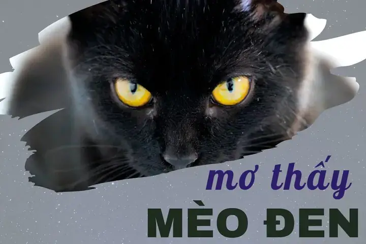 Giải Mã Ý Nghĩa Và Điềm Báo Giấc Mơ Thấy Mèo Đen Trắng: Lành Hay Dữ?