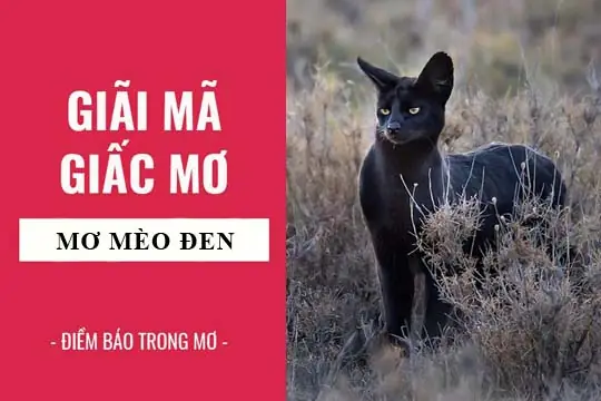 Giải Mã Ý Nghĩa Và Điềm Báo Giấc Mơ Thấy Mèo Đen Trắng: Lành Hay Dữ?