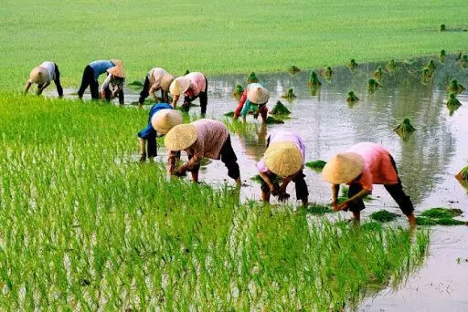 Giải Mã Giấc Mơ Thấy Mình Đi Cấy Lúa: Ý Nghĩa Điềm Báo Và Con Số Đánh Đề May Mắn