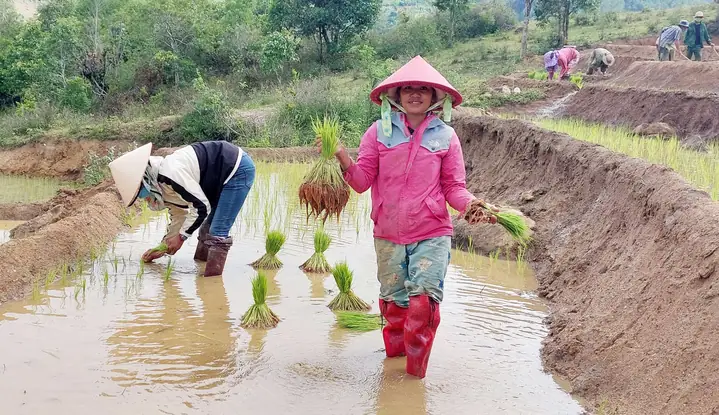 Giải Mã Giấc Mơ Thấy Mình Đi Cấy Lúa: Ý Nghĩa Điềm Báo Và Con Số Đánh Đề May Mắn