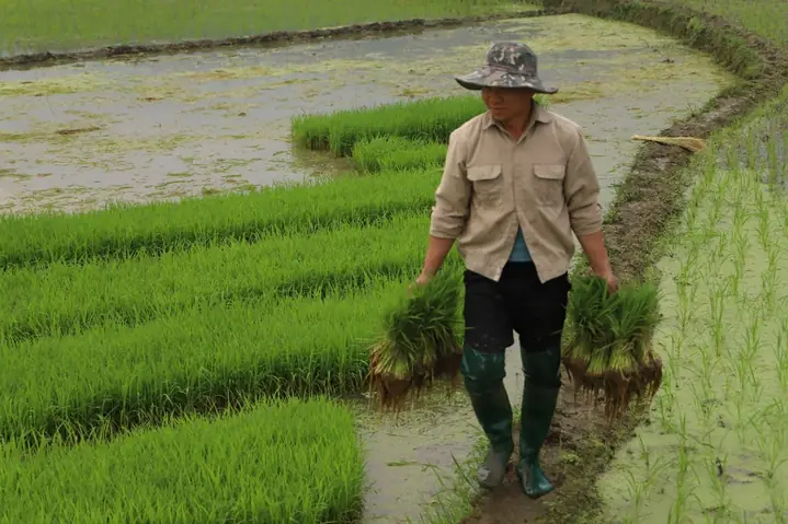 Giải Mã Giấc Mơ Thấy Mình Đi Cấy Lúa: Ý Nghĩa Điềm Báo Và Con Số Đánh Đề May Mắn