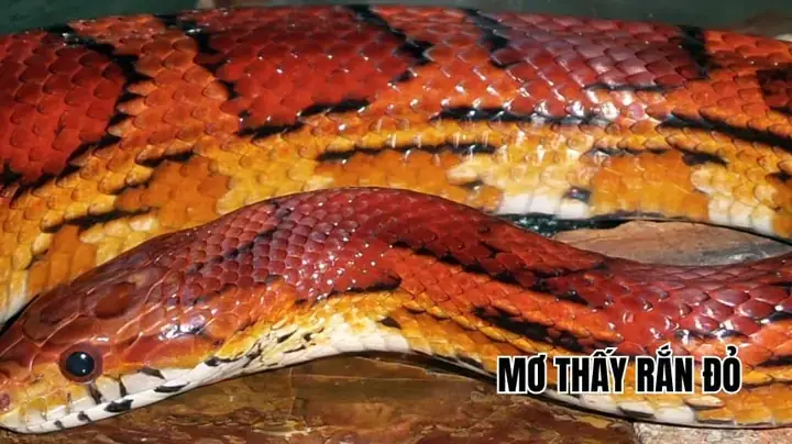 Mơ Thấy Nóc Nhà Đánh Đề: Các Con Số May Mắn Và Ý Nghĩa Chi Tiết Mơ Thấy Nóc Nhà Đánh Đề: Các Con Số May Mắn Và Ý Nghĩa Chi Tiết