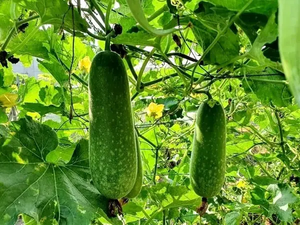 Giải Mã Giấc Mơ Thấy Quả Bí Đao (bí Xanh): Ý Nghĩa, Điềm Báo Lành Dữ & Số Đề Chuẩn Giải Mã Giấc Mơ Thấy Quả Bí Đao (bí Xanh): Ý Nghĩa, Điềm Báo Lành Dữ & Số Đề Chuẩn