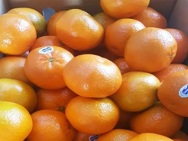 Mơ Thấy Quả Quýt: Đánh Con Số Nào Và Ý Nghĩa Chi Tiết Của Giấc Mơ Mơ Thấy Quả Quýt: Đánh Con Số Nào Và Ý Nghĩa Chi Tiết Của Giấc Mơ