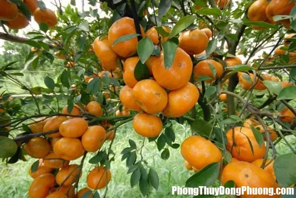 Mơ Thấy Quả Quýt: Đánh Con Số Nào Và Ý Nghĩa Chi Tiết Của Giấc Mơ Mơ Thấy Quả Quýt: Đánh Con Số Nào Và Ý Nghĩa Chi Tiết Của Giấc Mơ
