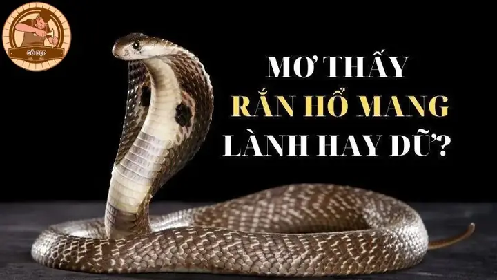 Giải Mã Giấc Mơ Thấy Rắn Hổ Mang Đen: Điềm Báo, Con Số Và Các Trường Hợp Cụ Thể Cho Người Mơ
