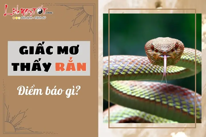 Giải Mã Giấc Mơ Thấy Rắn: Điềm Báo Gì Và Cách Hiểu Cho Người Mơ