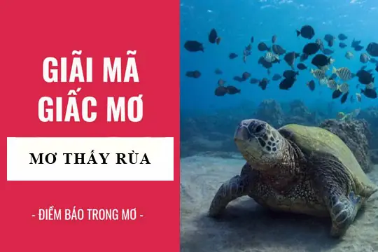 Mơ Thấy Rùa Là Điềm Báo Gì? Giải Mã Ý Nghĩa Chi Tiết Và Cách Áp Dụng Trong Cuộc Sống Mơ Thấy Rùa Là Điềm Báo Gì? Giải Mã Ý Nghĩa Chi Tiết Và Cách Áp Dụng Trong Cuộc Sống