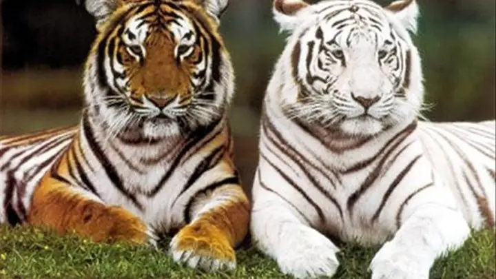 Giải Mã Giấc Mơ Thấy Sư Tử Trắng: Ý Nghĩa, Điềm Báo Và Con Số Liên Quan Giải Mã Giấc Mơ Thấy Sư Tử Trắng: Ý Nghĩa, Điềm Báo Và Con Số Liên Quan