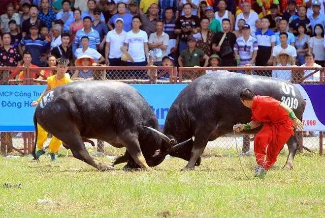 Giải Mã Giấc Mơ Trâu Húc Nhau: Ý Nghĩa Điềm Báo Và Con Số May Mắn Cho Người Nằm Mơ Giải Mã Giấc Mơ Trâu Húc Nhau: Ý Nghĩa Điềm Báo Và Con Số May Mắn Cho Người Nằm Mơ
