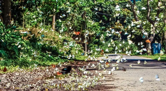Khám Phá Mùa Bươm Bướm Rừng Cúc Phương: Thời Điểm Và Trải Nghiệm Cho Du Khách